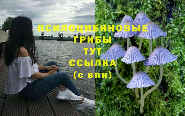 ПСИЛОЦИБИНОВЫЕ ГРИБЫ Абаза